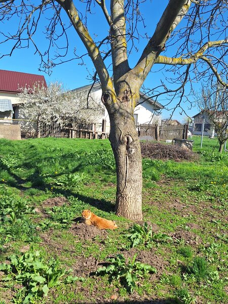 Gradistea, casa de vanzare