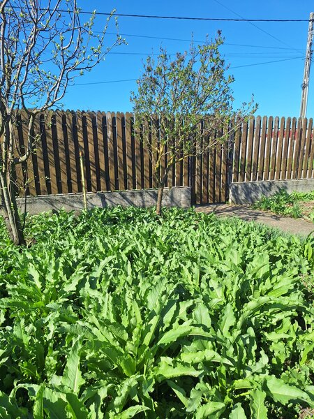 Gradistea, casa de vanzare